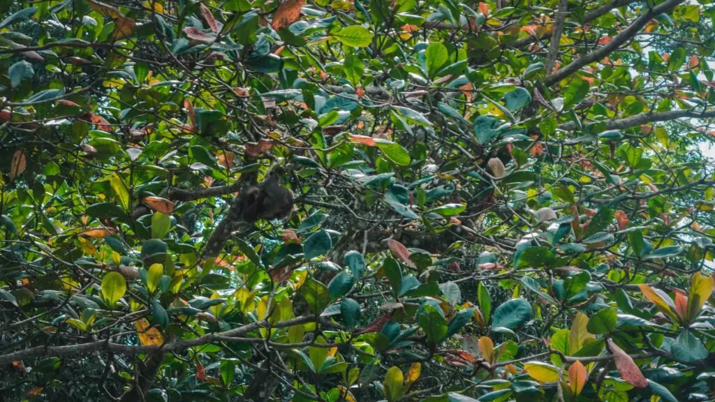 Sloth Cahuita National Park Costa Rica