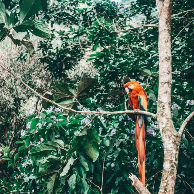 Parrot, Cahuita, things to do in Cahuita, Costa Rica.