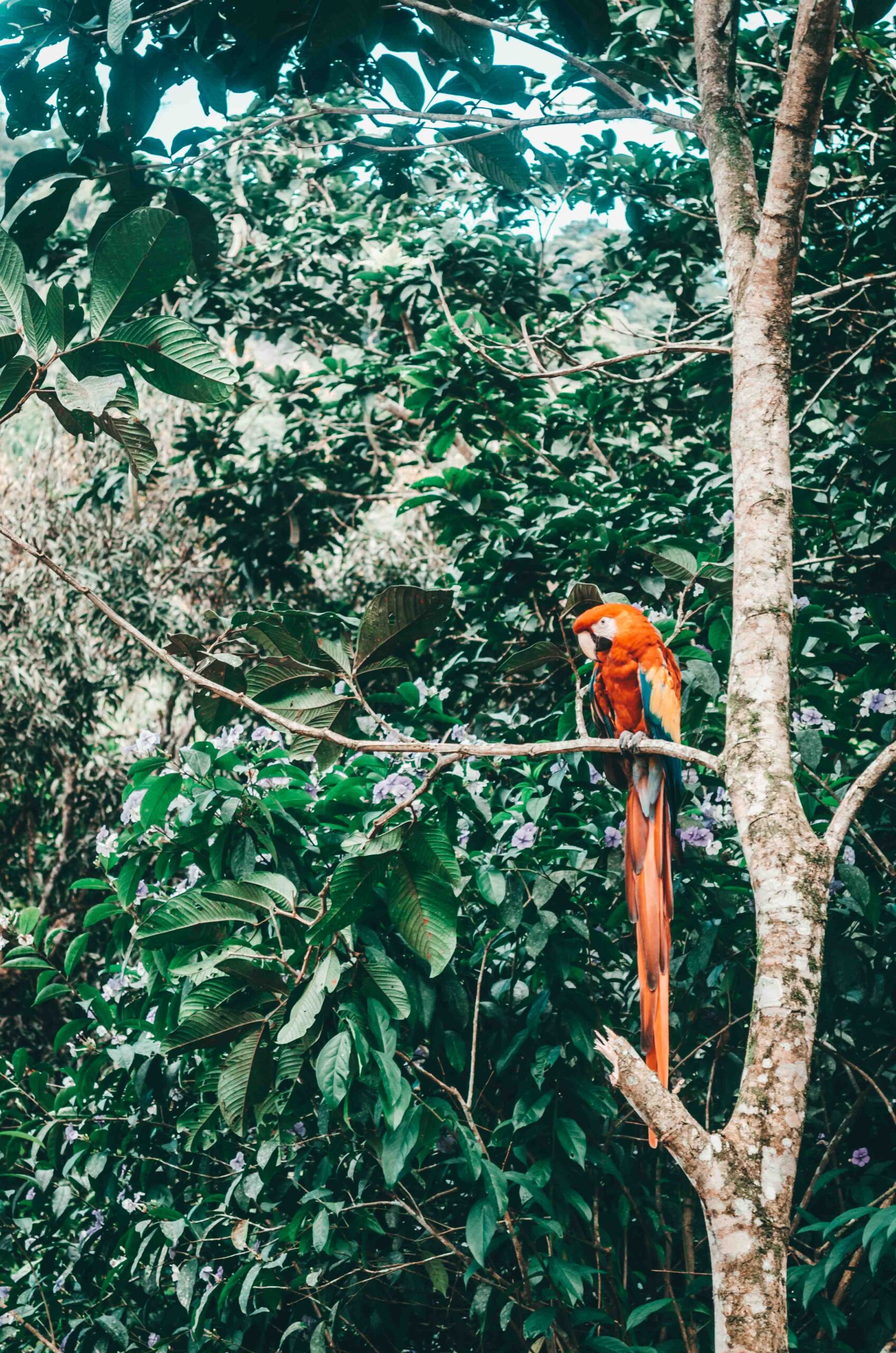 Parrot, Cahuita, things to do in Cahuita, Costa Rica.