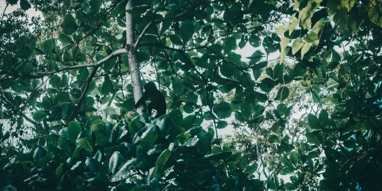 Monkey @ Cahuita National Park, Cahuita, Costa Rica