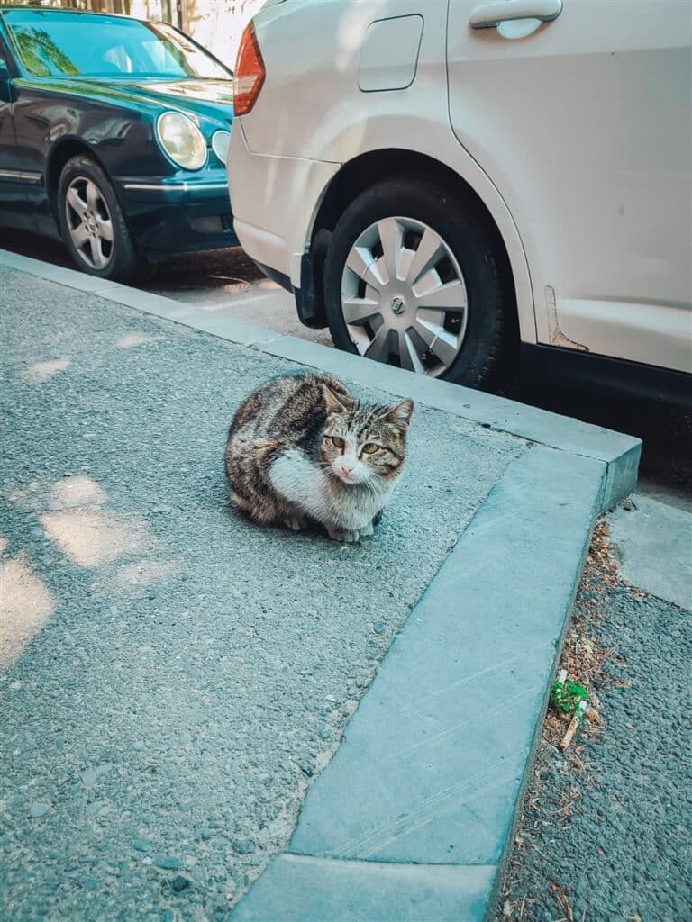 Cat on the streets of Tbilisi, Georgia