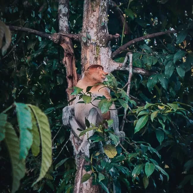 Proboscis Monkey at Bako National Park, Sarawak, Borneo.