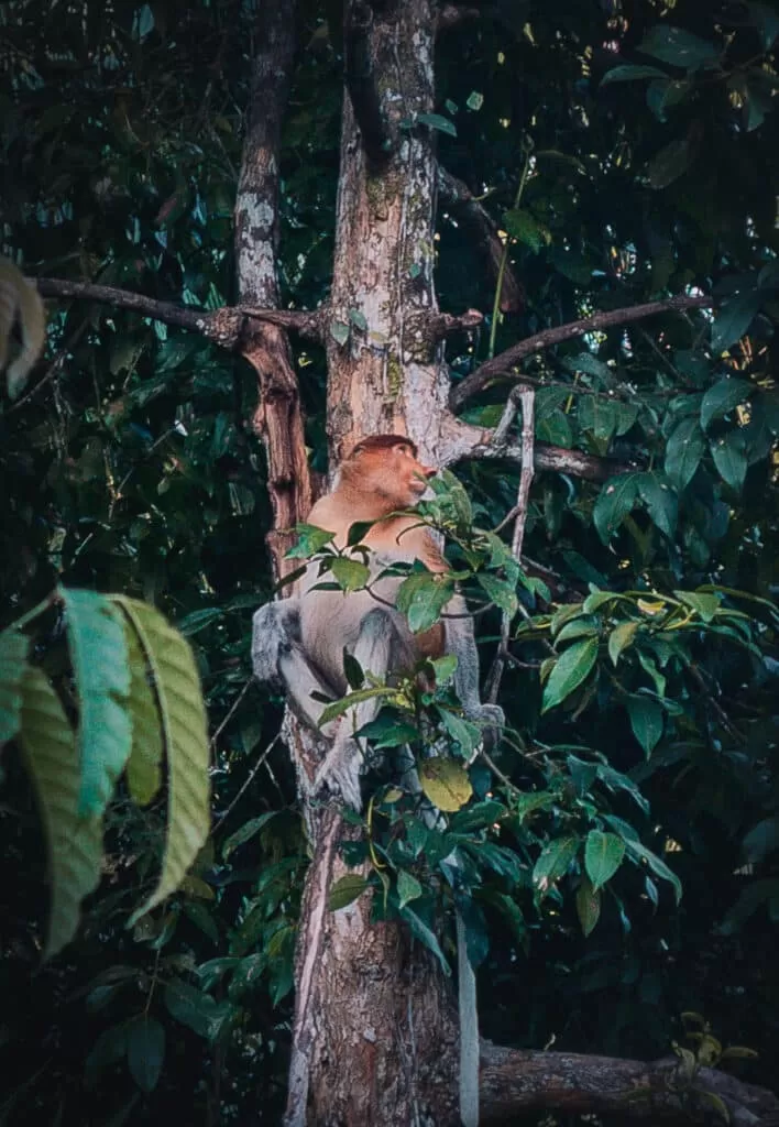 Proboscis Monkey at Bako National Park, Sarawak, Borneo.