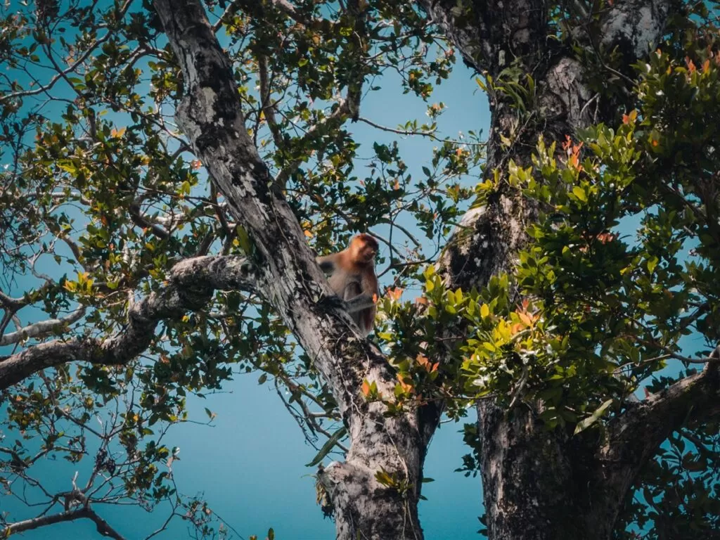 Proboscis Monkey at Bako National Park, Sarawak, Borneo