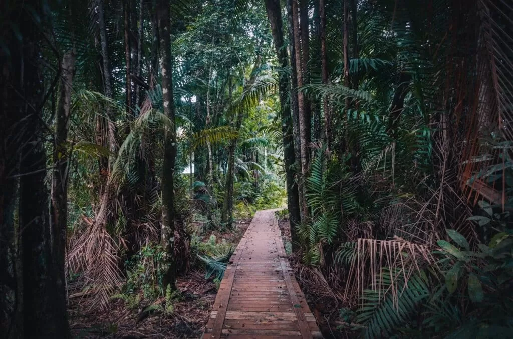 Trails in Bako National Park, Sarawak, Borneo