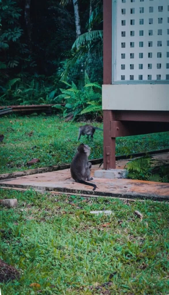 long tailed macaques at Bako National Park