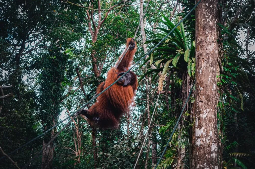 orangutan @ Semengghoh Nature Reserve