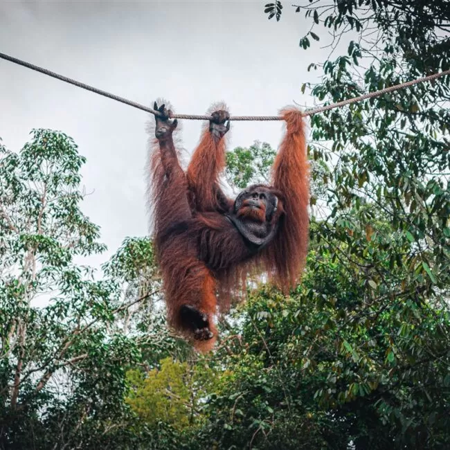 Orangutan at Semengghoh Nature Reserve, Sarawak, Borneo, Malaysia