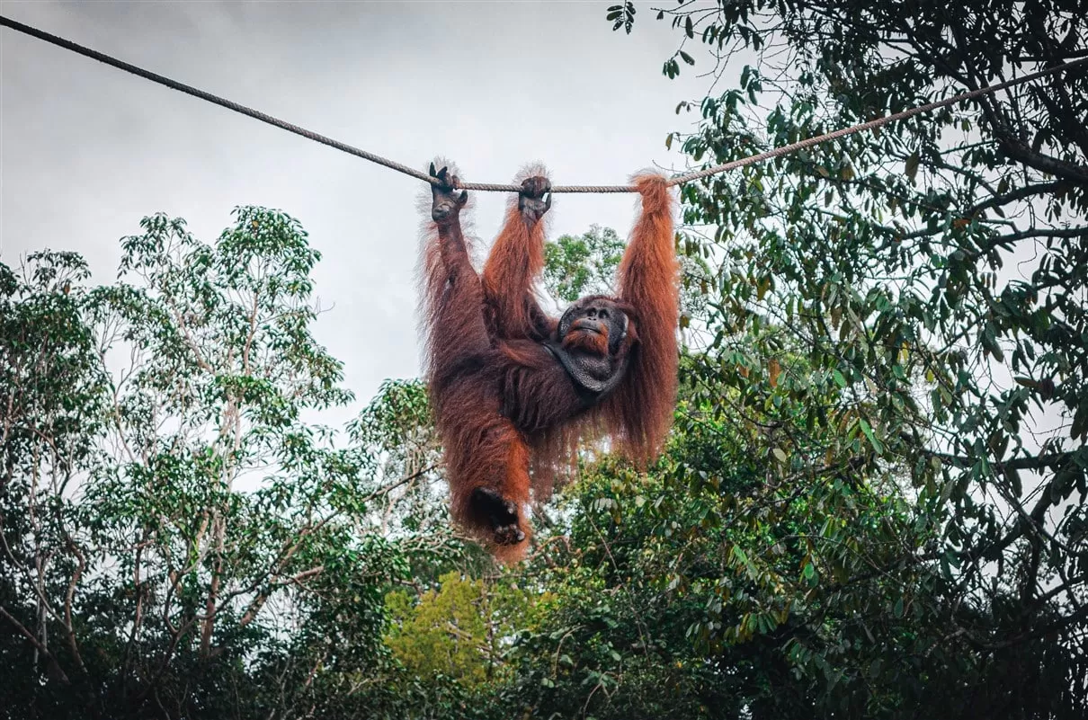 Orangutan at Semengghoh Nature Reserve, Sarawak, Borneo, Malaysia