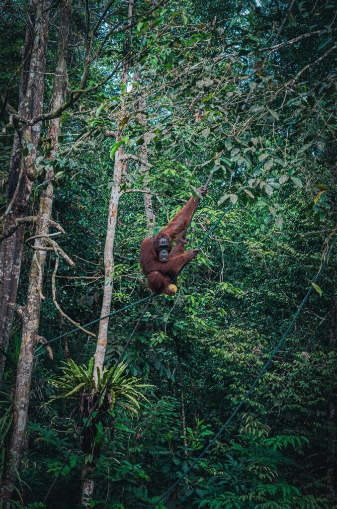 orangutan @ Semengghoh Wildlife Center