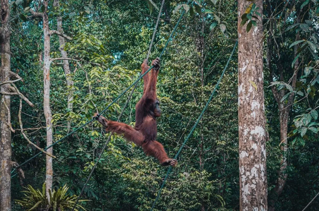 A young orangutan @ Semengghoh Nature Reserve