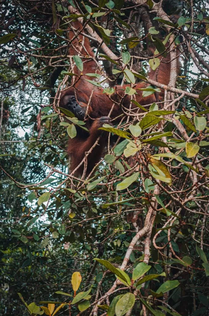 Anwar orangutan in the trees @ Semengghoh wildlife Center