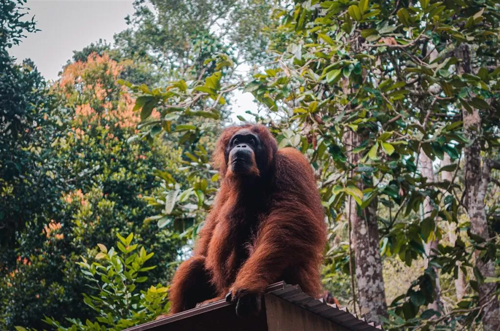 Seduku - The grandmother of the orangutans @ Semmenghoh Wildlife Center