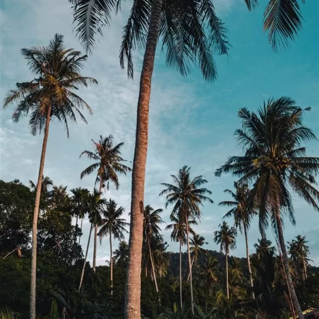 Palm trees at Telok Melano near Tanjung Datu National Park
