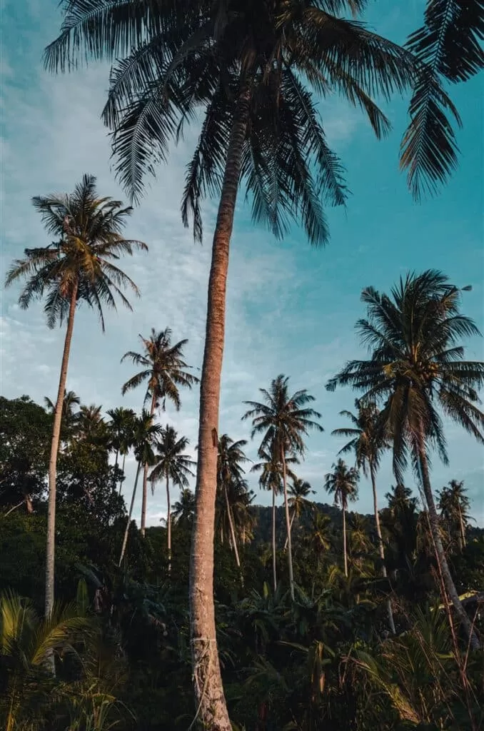 Palm trees at Telok Melano near Tanjung Datu National Park