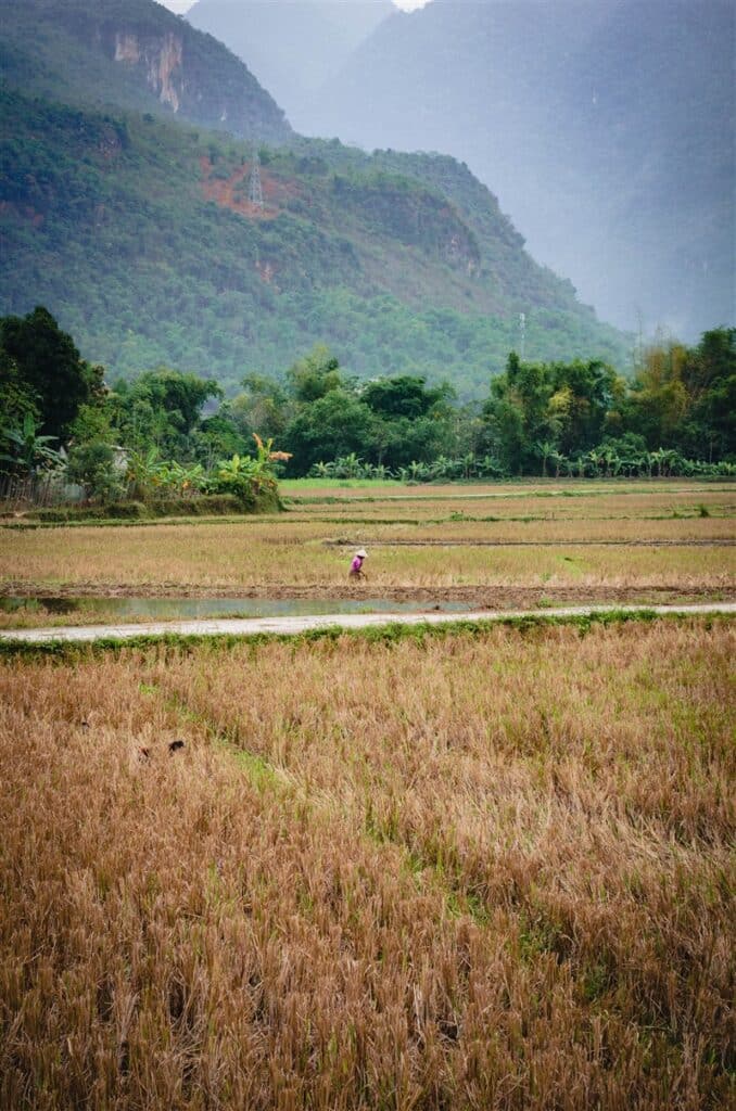 Rice fields, Mai Chau, Vietnam