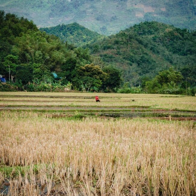 Rice fields, Mai Chau, Vietnam