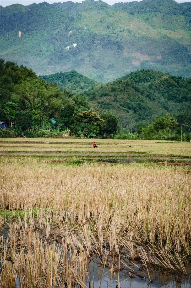 Rice fields, Mai Chau, Vietnam