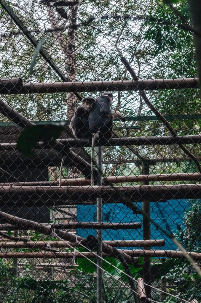 Endangered primate rescue center, Vietnam