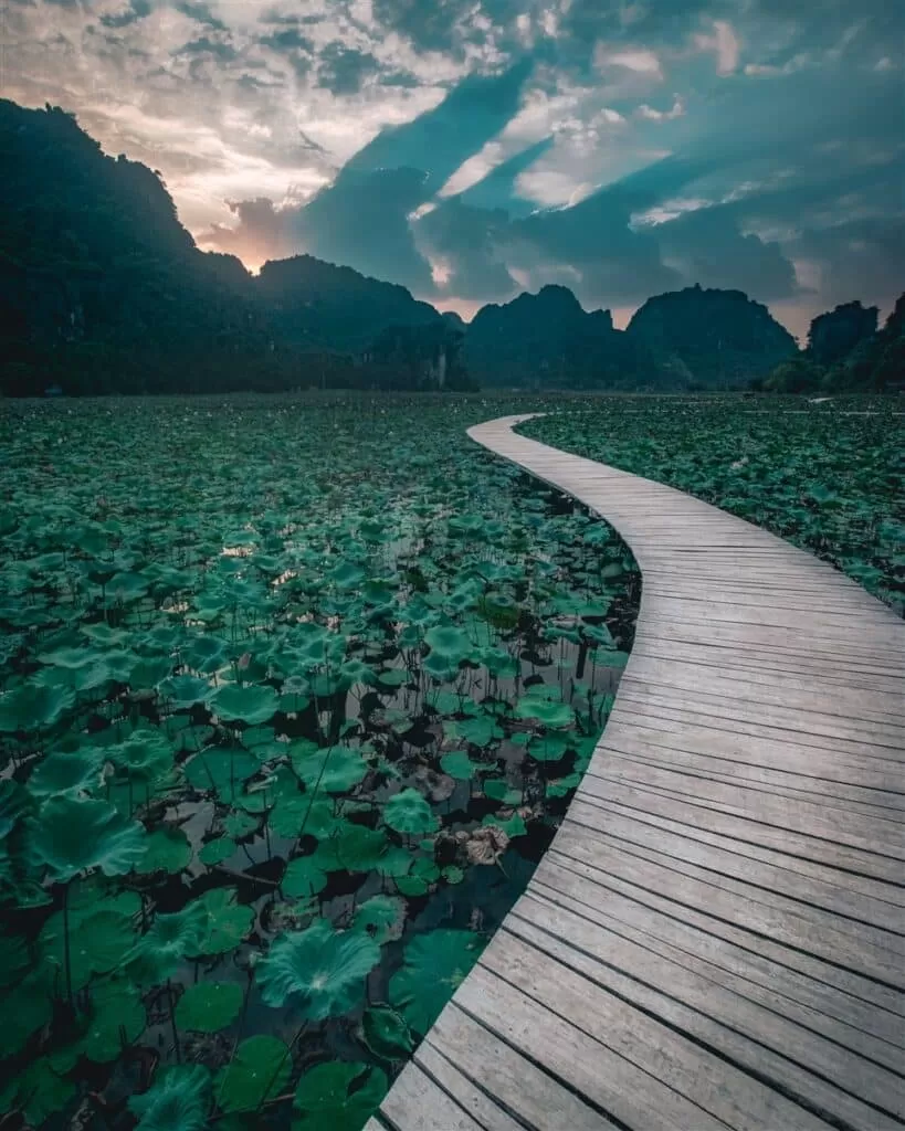 Lotus pond, Hang Mua, Vietnam