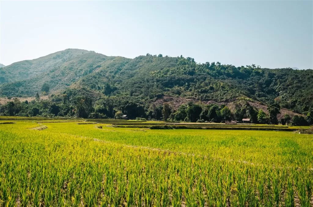 Rice fields near Muang Ngoi, Laos