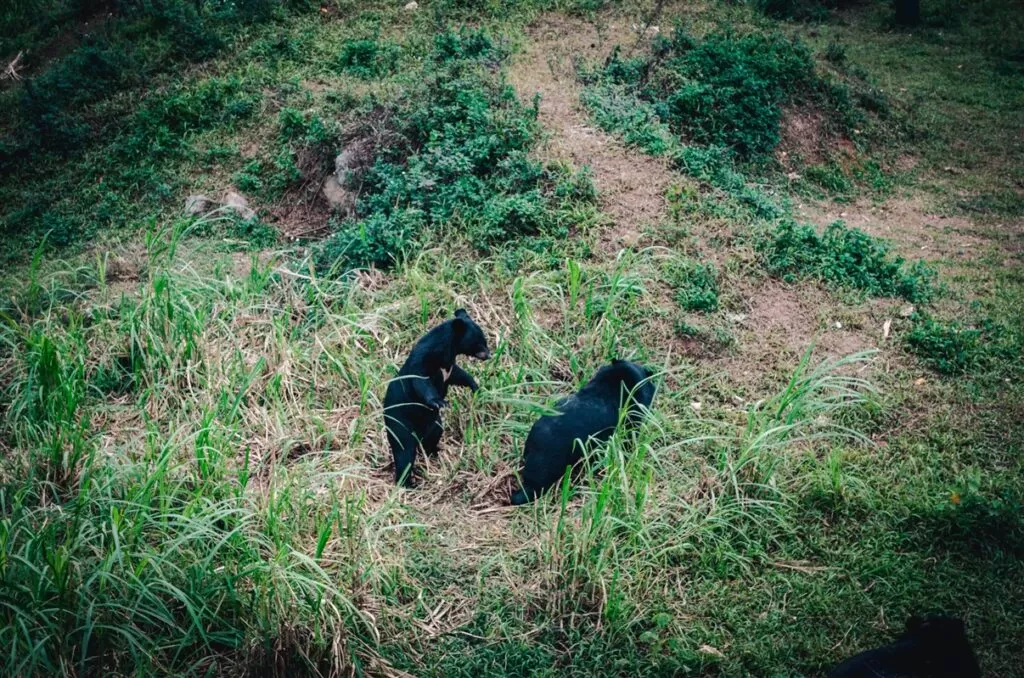 Bear Sanctuary Ninh Binh, Vietnam
