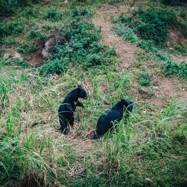 Bear Sanctuary Ninh Binh, Vietnam