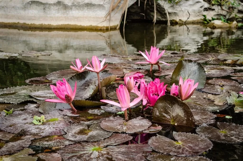 Lotus flowers at Van Long Reserve, Vietnam