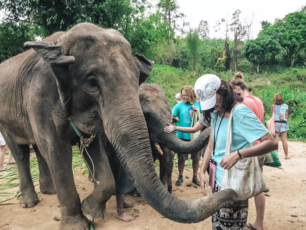 Chiang Mai Elephant Retirement Park