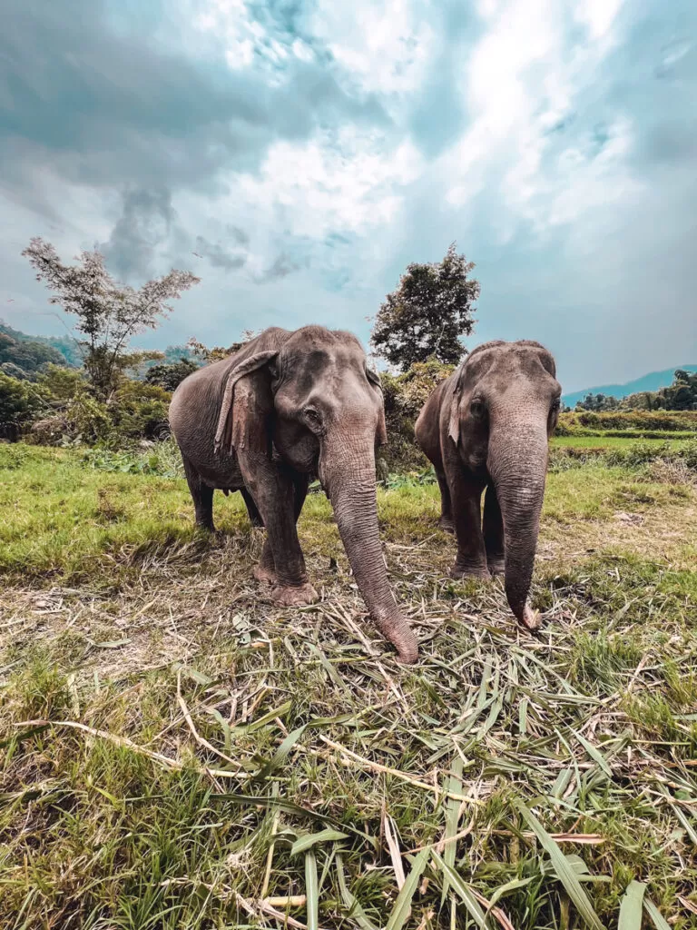 Doi lam Elephant Retreat, Chiang Mai