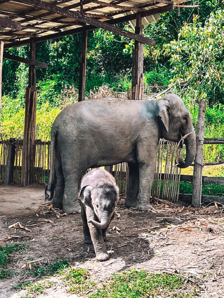 Elephant Jungle Sanctuary elephant, Chiang Mai: cow & calf