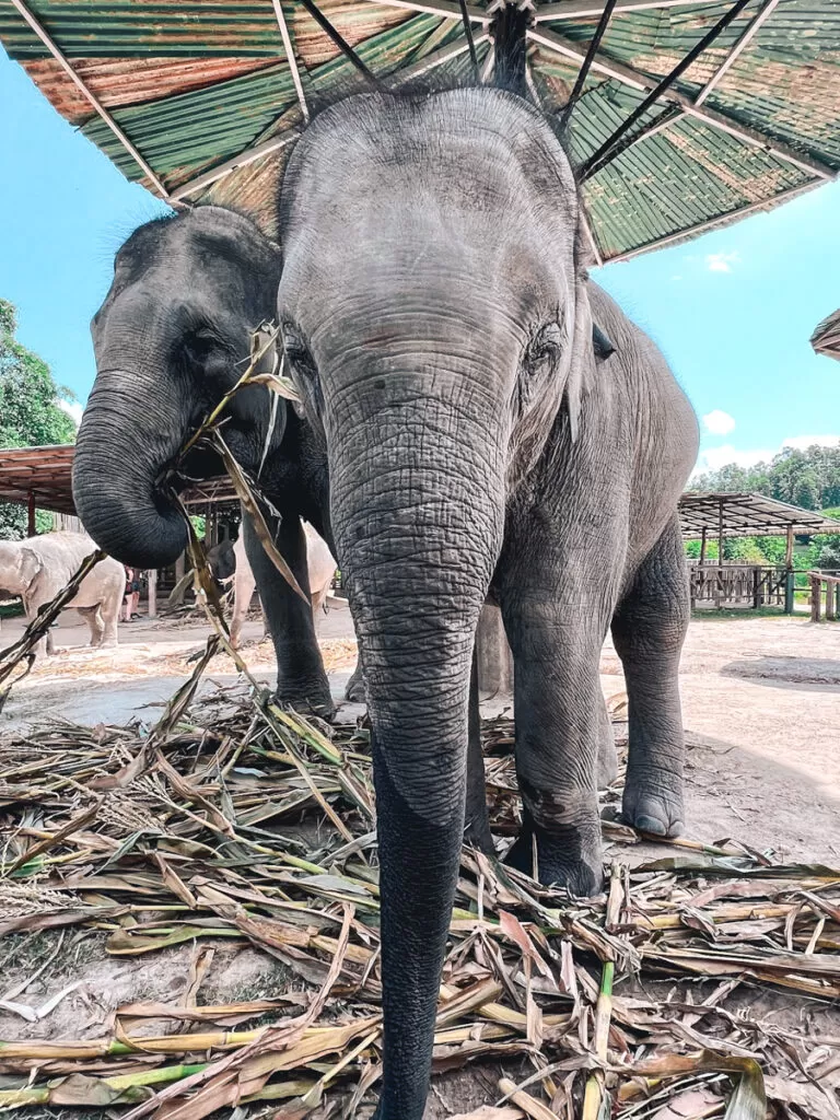 Elephant Jungle Sanctuary, Chiang Mai, Thailand