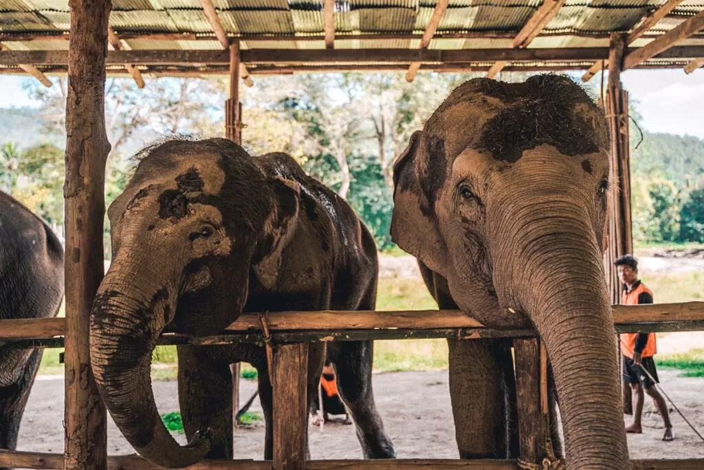 Hug Elephant Sanctuary in Chiang Mai