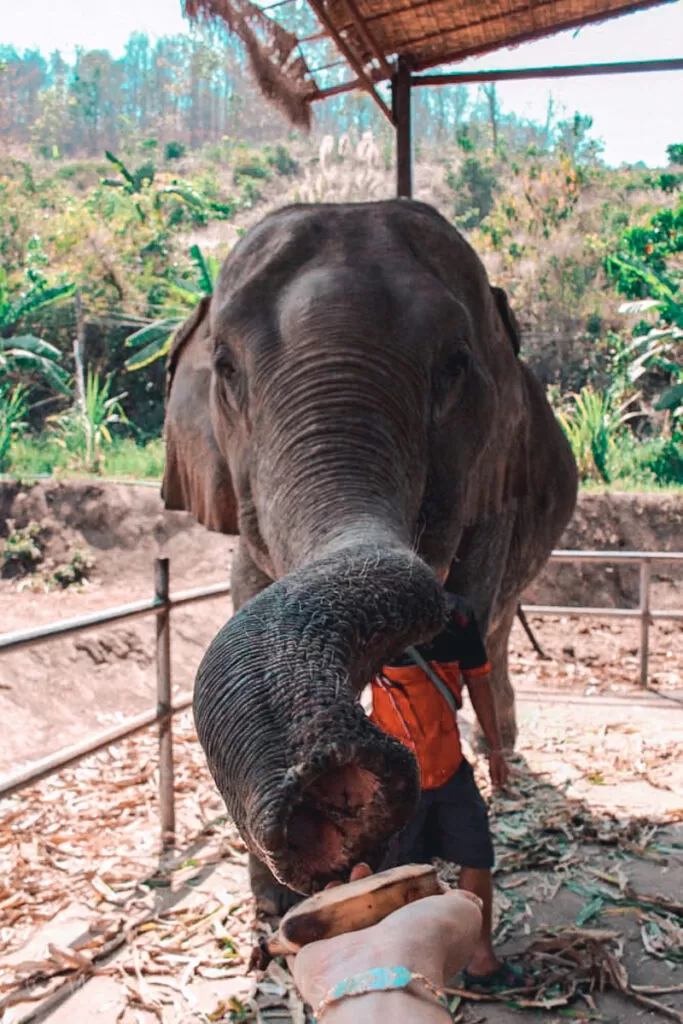 Maeklang Elephant Sanctuary in Chiang Mai