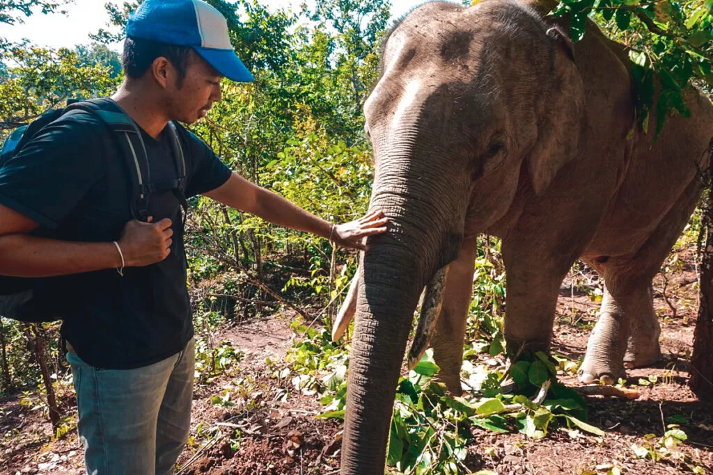 Kindred Spirit elephant Sanctuary Chiang Mai