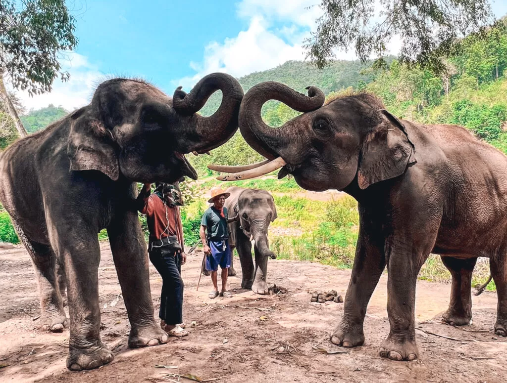 Lucky Life Elephant Sanctuary, Chiang Mai: elephants performing