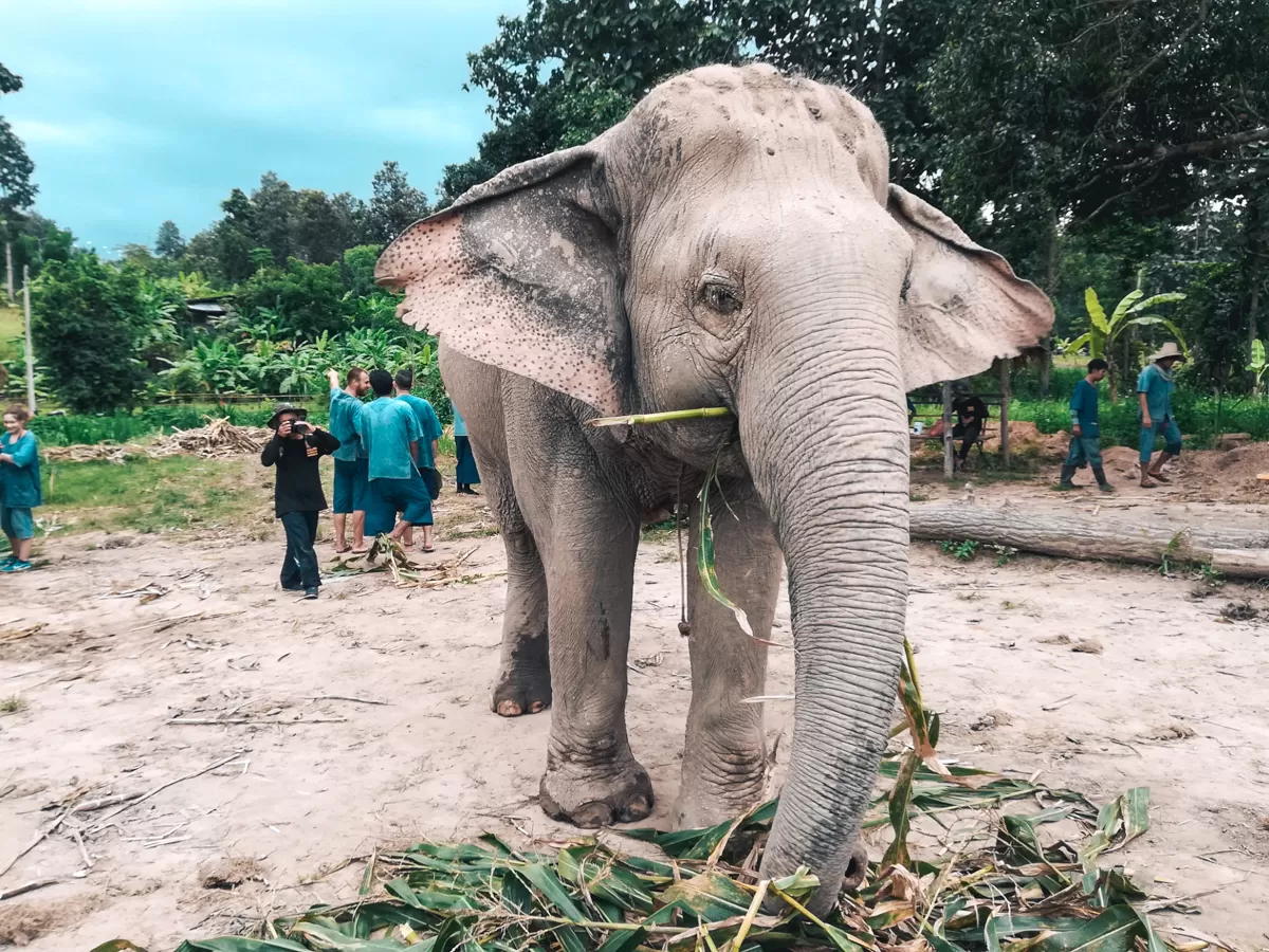 Maerim elephant Sanctuary, Chiang Mai, Thailand