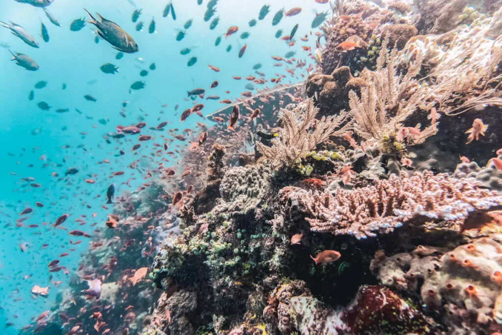 Coral reefs inside Komodo National Park