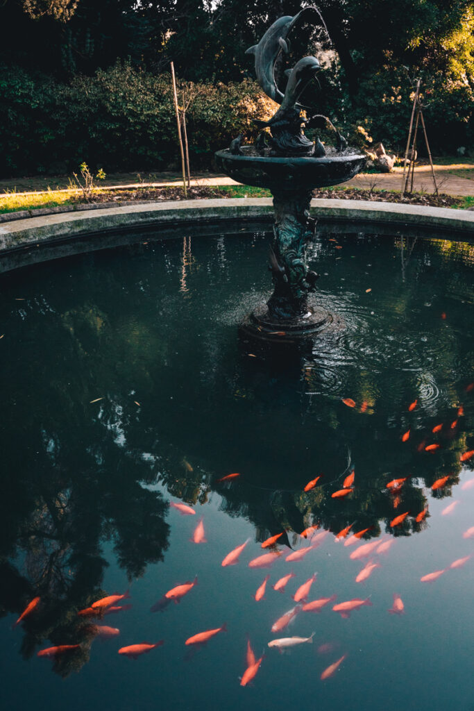 Batumi Botanical Garden: fish pond with fountain and big goldfish