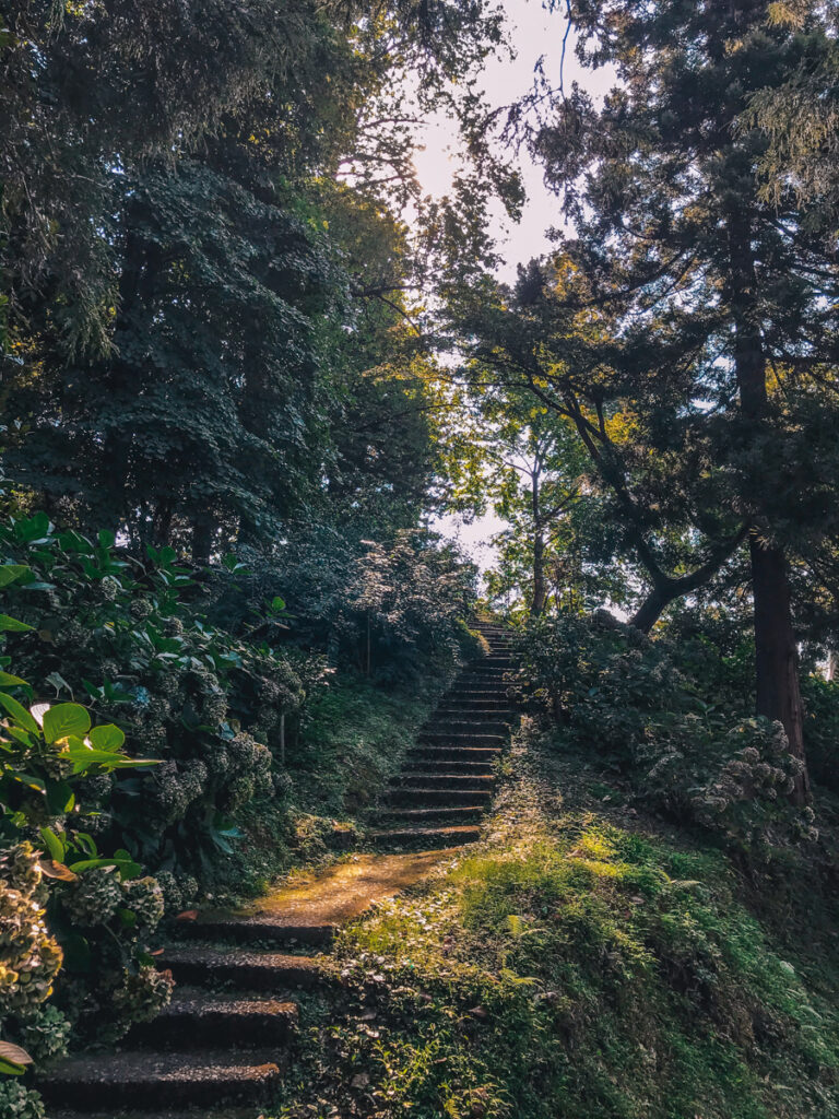 Batumi Botanical garden: Stairs with trees and the sun peeking through