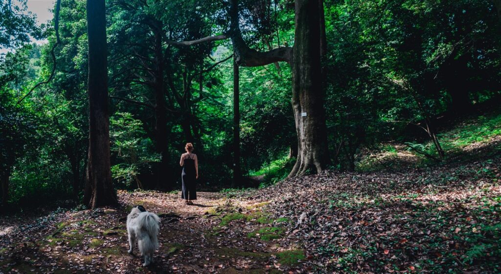 Batumi Botanical Garden: thick forest walking with street dog following you