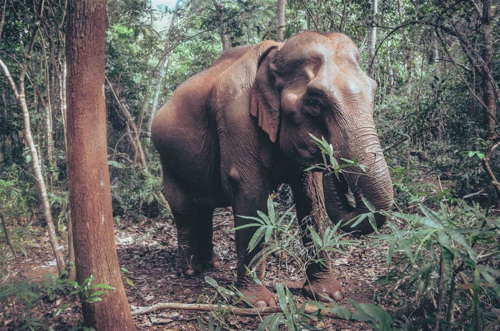 Ethical elephant tourism in Sen Monorom, Cambodia