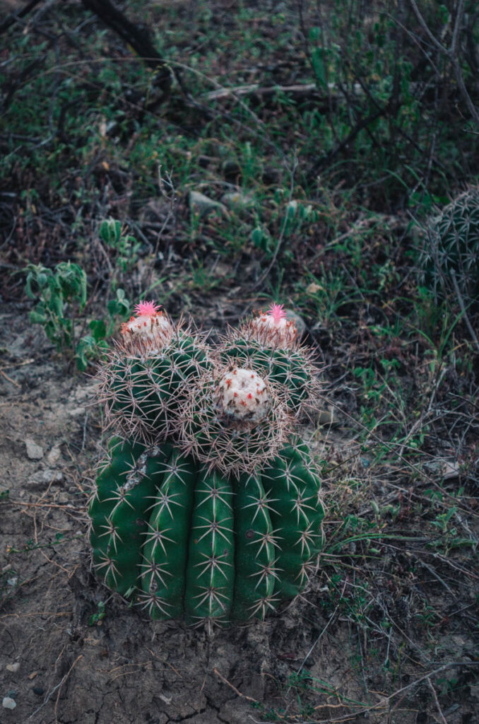 Cactus at the Desierto Gris or the gray desert at Tatacoa, Colombia