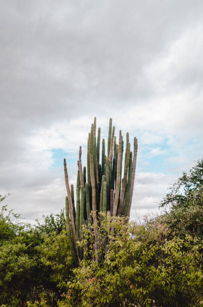 Big cacti in the Tatacoa desert, Colombia