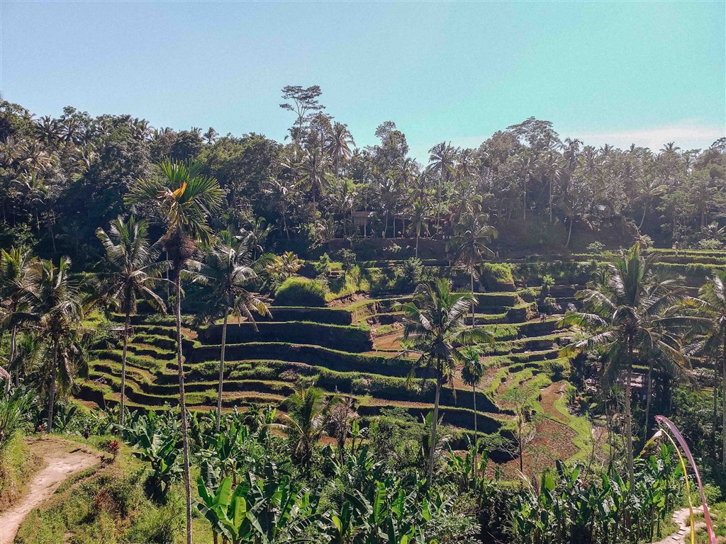 Tegallalang Rice terraces near Ubud, Bali