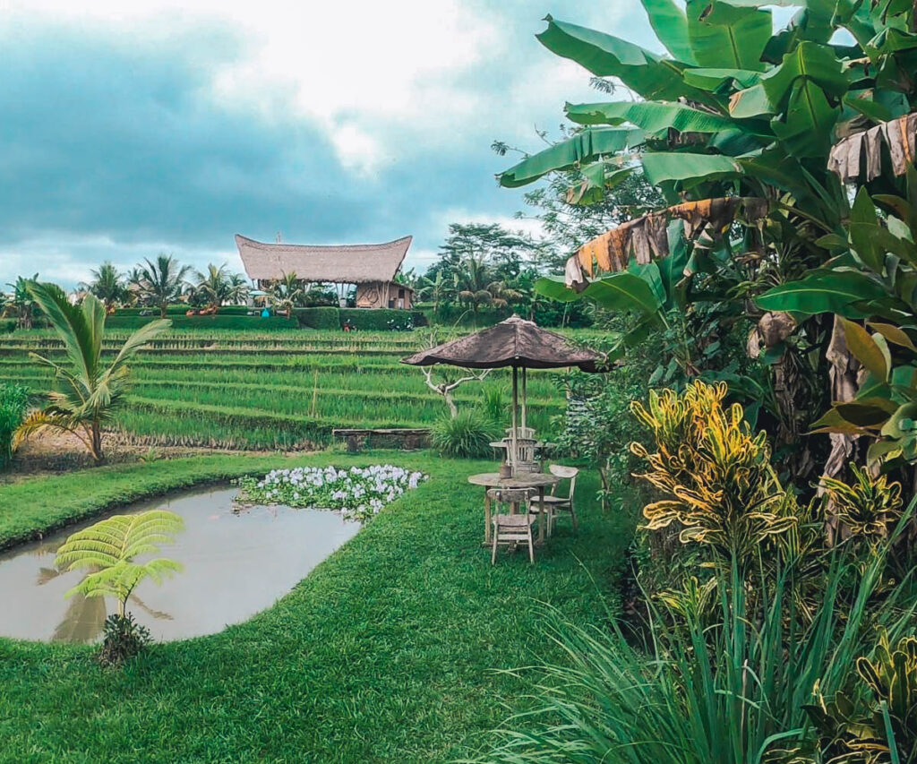 Ubud 4-day Itinerary: Rice field at the end of Camphuan Ridge