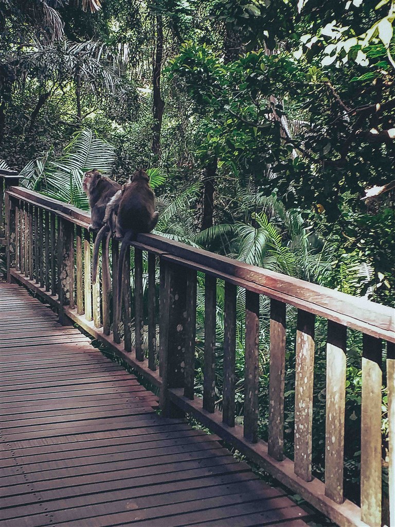Ubud Monkey Forest, Ubud, Bali