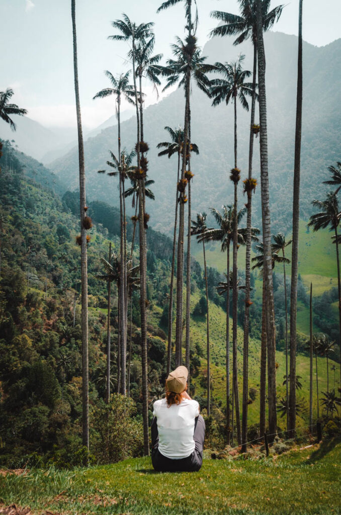 Cocora Valley, Colombia: Wax palms at viewpoint one