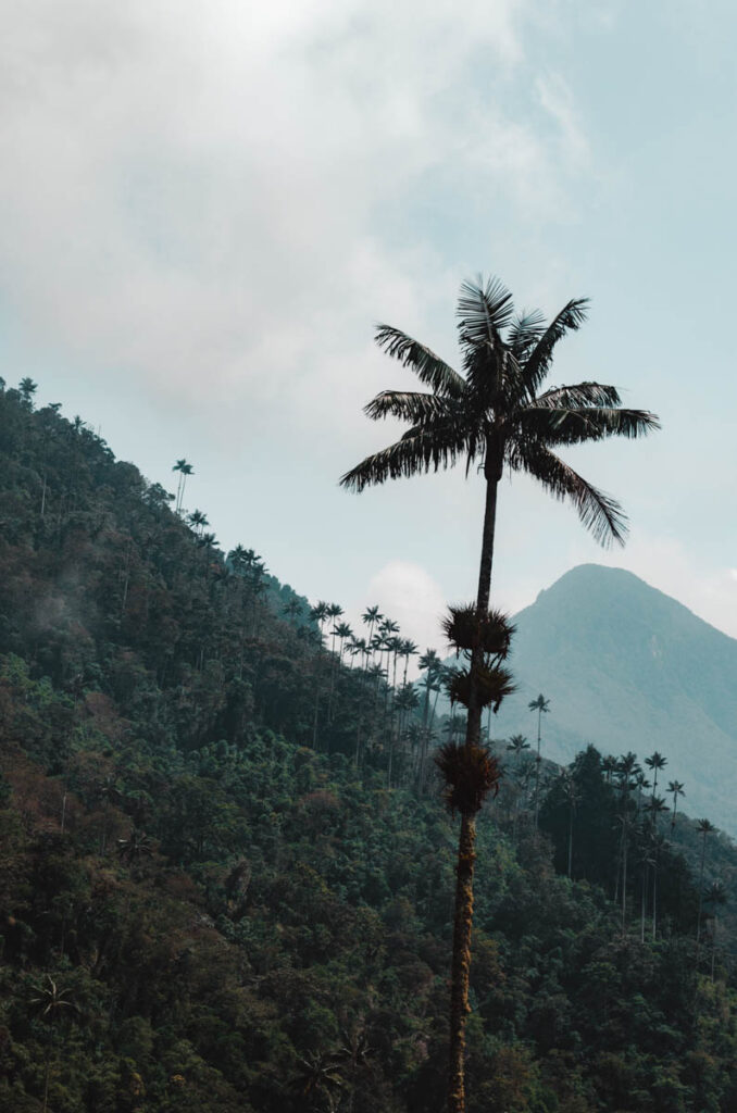 Cocora Valley, Colombia: Wax palms near viewpoint two.