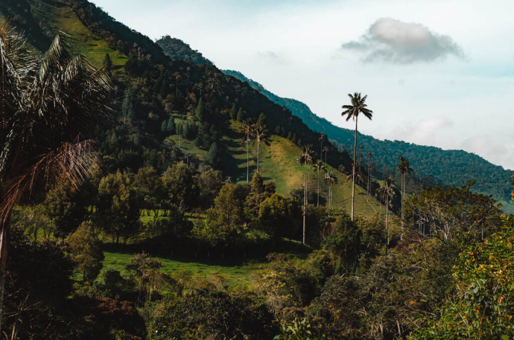 Cocora Valley, Colombia: wax palms at the start of the hiking trail